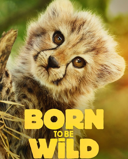 حصريًا مشاهدة وتحميل مسلسل Born to be Wild الموسم الاول الحلقة 2 مترجمة